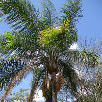 Syagrus romanzoffianum Cocos palm