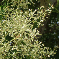 Fraxinus griffithii Himalayan ash