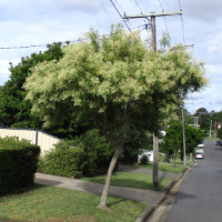 Fraxinus griffithii Himalayan ash