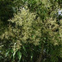 Fraxinus griffithii Himalayan ash